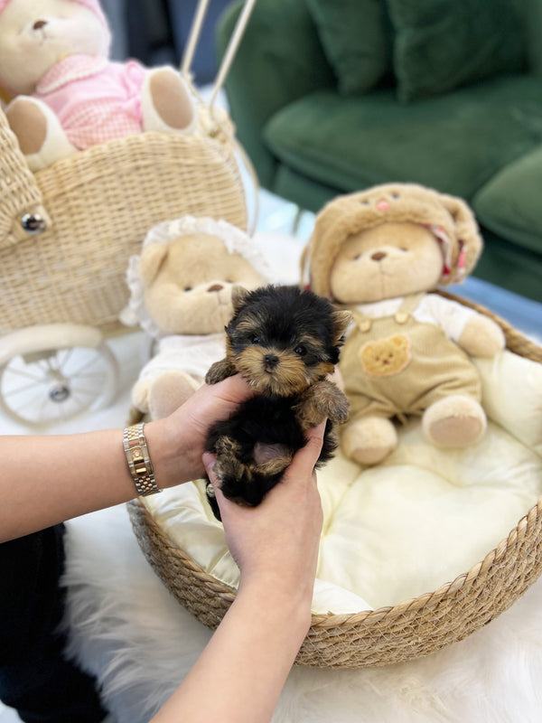 Yorkshire Terrier - Mac(Male) - Beautiful puppy teacup puppy with adorable features available for adoption from Velydog