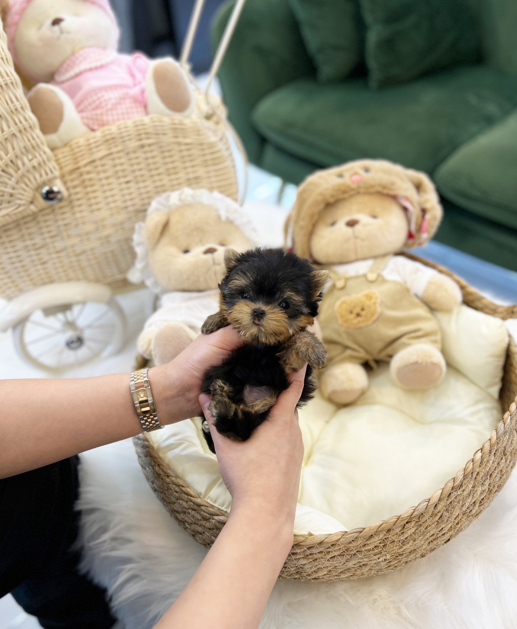 Yorkshire Terrier - Mac(Male) - Beautiful puppy teacup puppy with adorable features available for adoption from Velydog