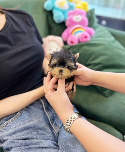 Yorkshire Terrier - Mac(Male) - Beautiful puppy teacup puppy with adorable features available for adoption from Velydog