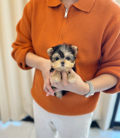 Yorkshire Terrier - Mimi(Female) - Beautiful puppy teacup puppy with adorable features available for adoption from Velydog