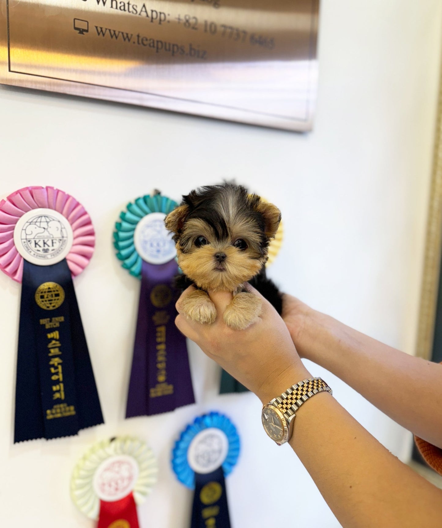 Yorkshire Terrier - Mimi(Female) - Beautiful puppy teacup puppy with adorable features available for adoption from Velydog