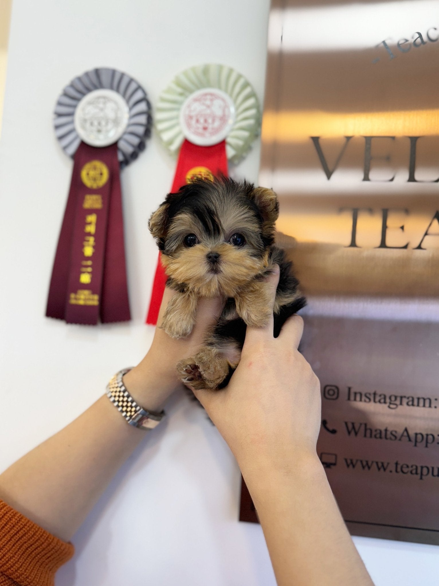 Yorkshire Terrier - Mimi(Female) - Beautiful puppy teacup puppy with adorable features available for adoption from Velydog