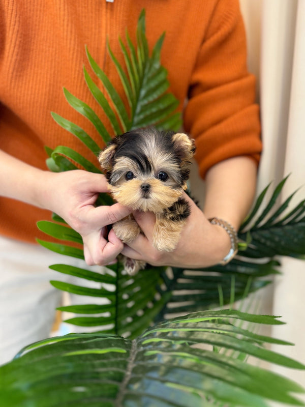 Yorkshire Terrier - Mimi(Female) - Beautiful puppy teacup puppy with adorable features available for adoption from Velydog