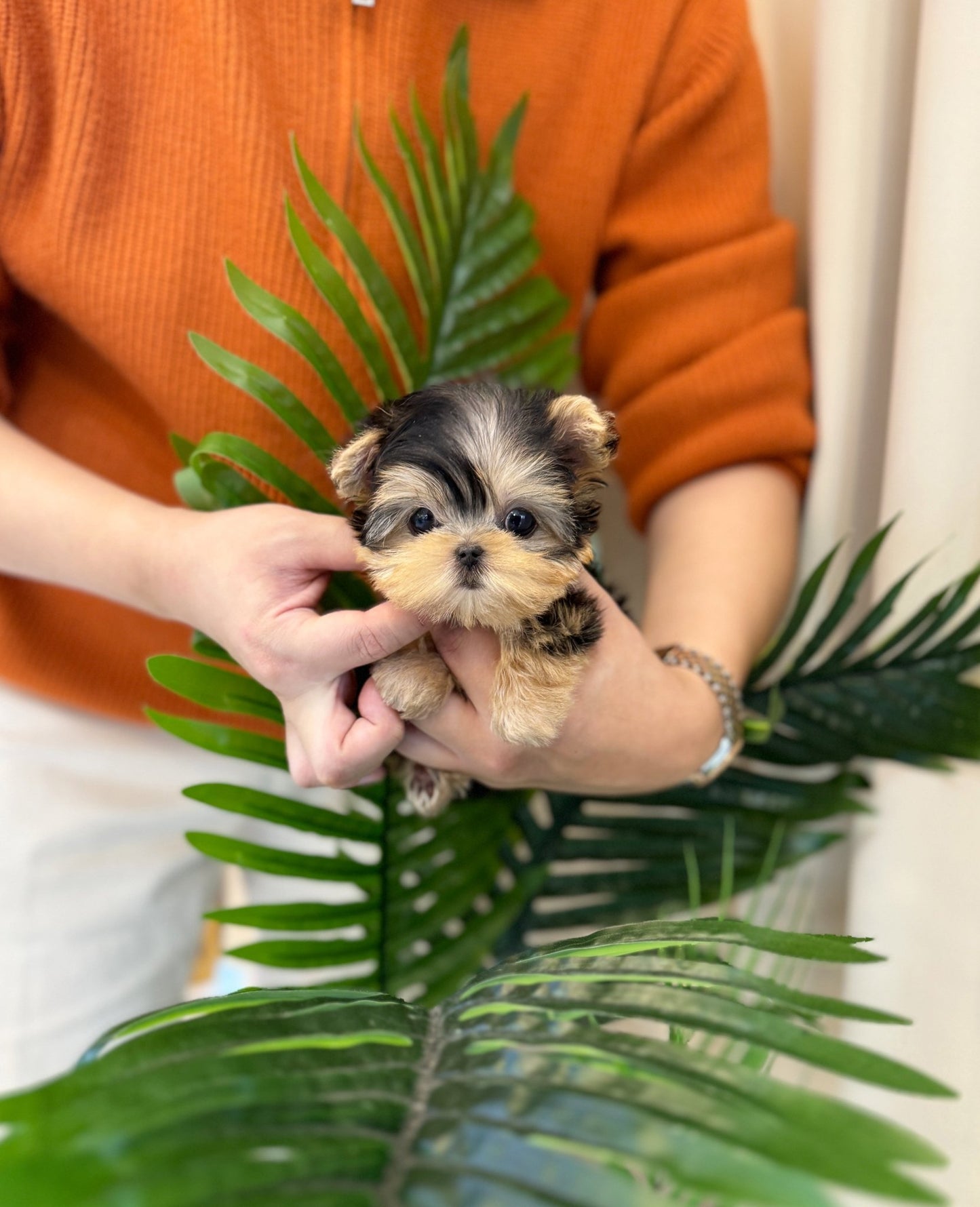 Yorkshire Terrier - Mimi(Female) - Beautiful puppy teacup puppy with adorable features available for adoption from Velydog