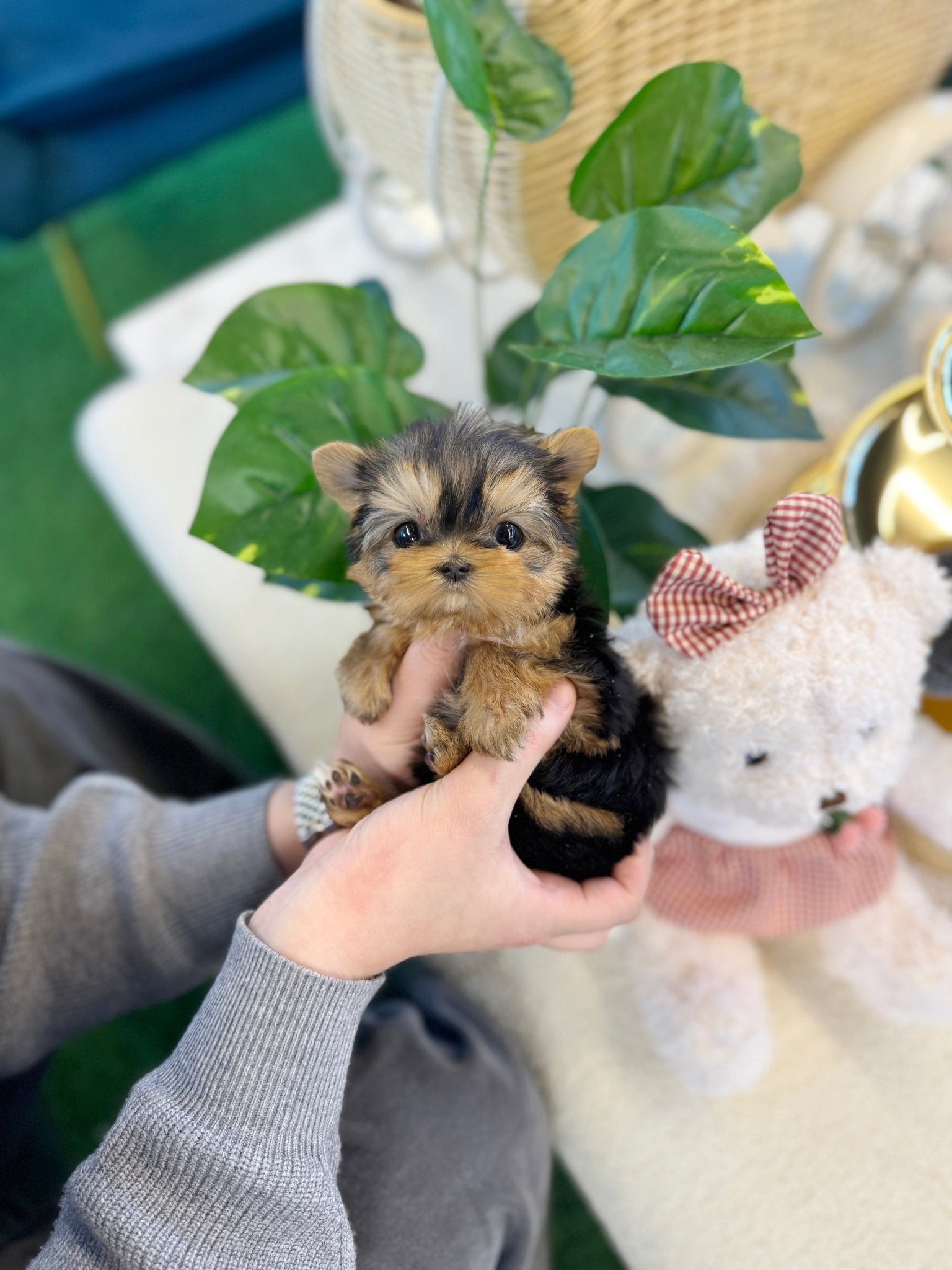 Yorkshire Terrier - Moco(Female) - Beautiful puppy teacup puppy with adorable features available for adoption from Velydog