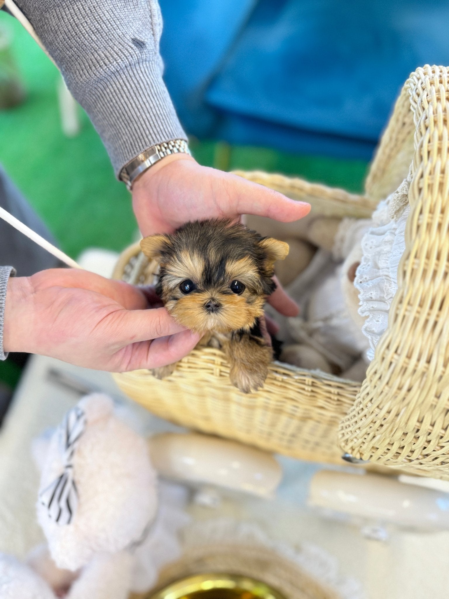 Yorkshire Terrier - Moco(Female) - Beautiful puppy teacup puppy with adorable features available for adoption from Velydog