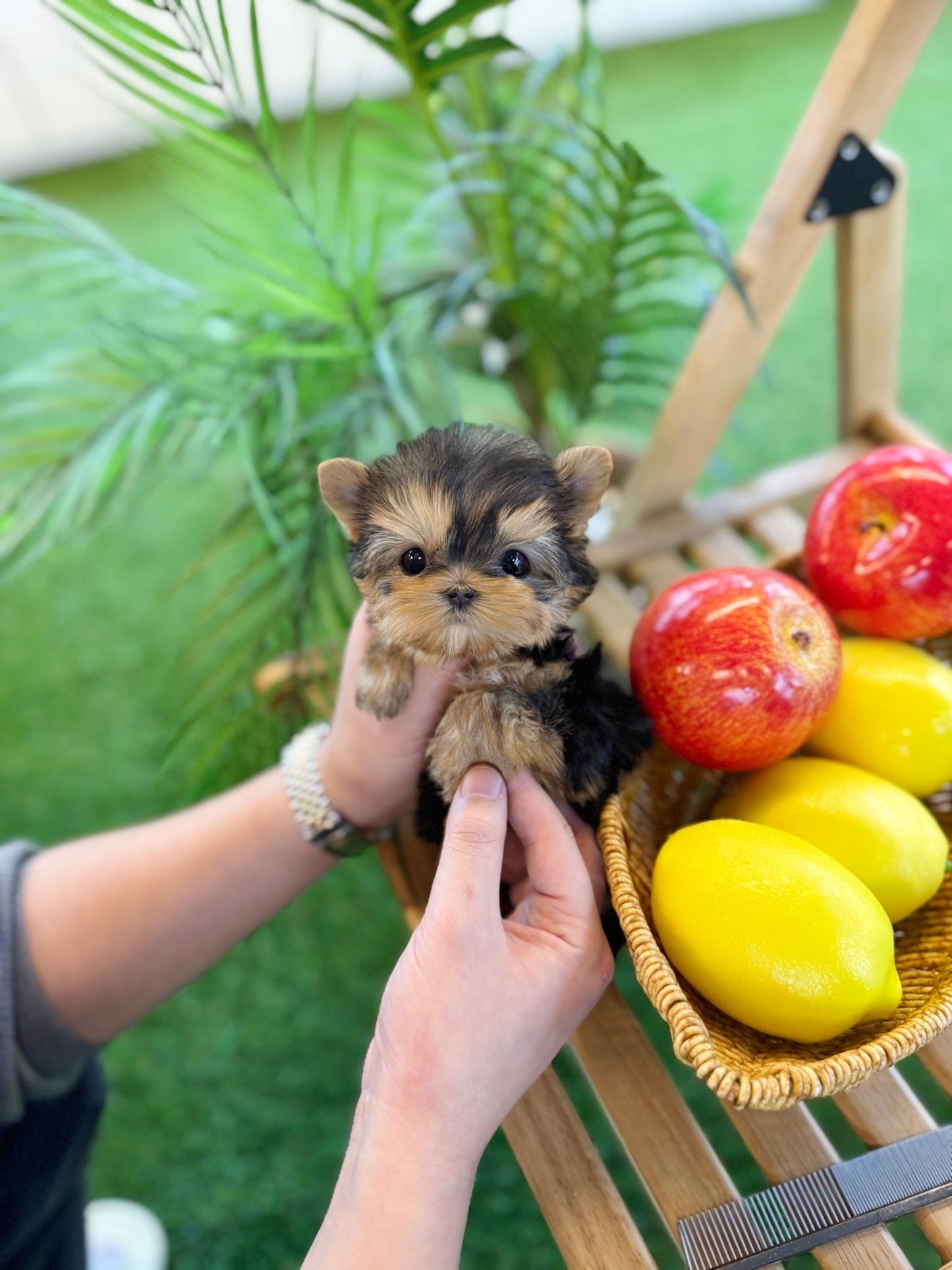 Yorkshire Terrier - Moco(Female) - Beautiful puppy teacup puppy with adorable features available for adoption from Velydog