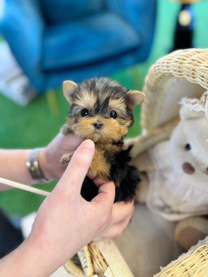 Yorkshire Terrier - Moco(Female) - Beautiful puppy teacup puppy with adorable features available for adoption from Velydog