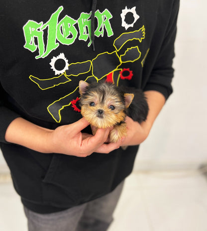 Yorkshire Terrier - Moly(Male) - Beautiful puppy teacup puppy with adorable features available for adoption from Velydog