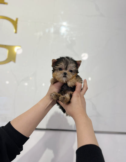 Yorkshire Terrier - Moly(Male) - Beautiful puppy teacup puppy with adorable features available for adoption from Velydog