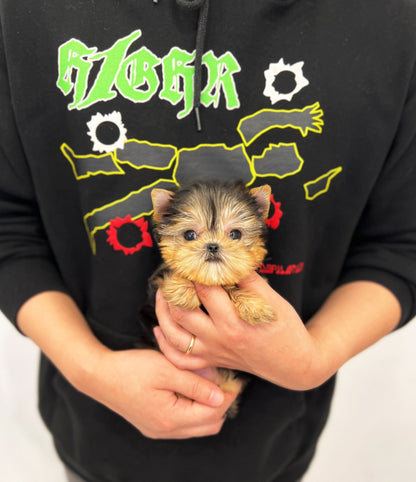 Yorkshire Terrier - Moly(Male) - Beautiful puppy teacup puppy with adorable features available for adoption from Velydog