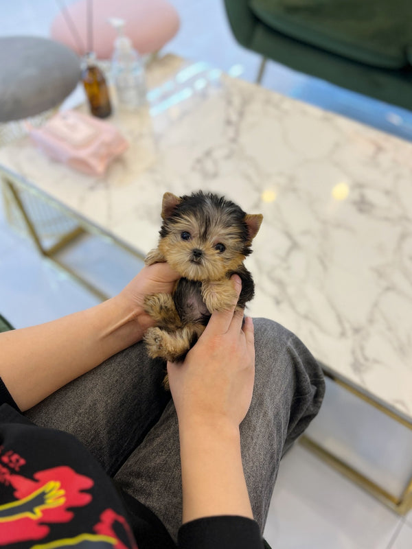 Yorkshire Terrier - Moly(Male) - Beautiful puppy teacup puppy with adorable features available for adoption from Velydog