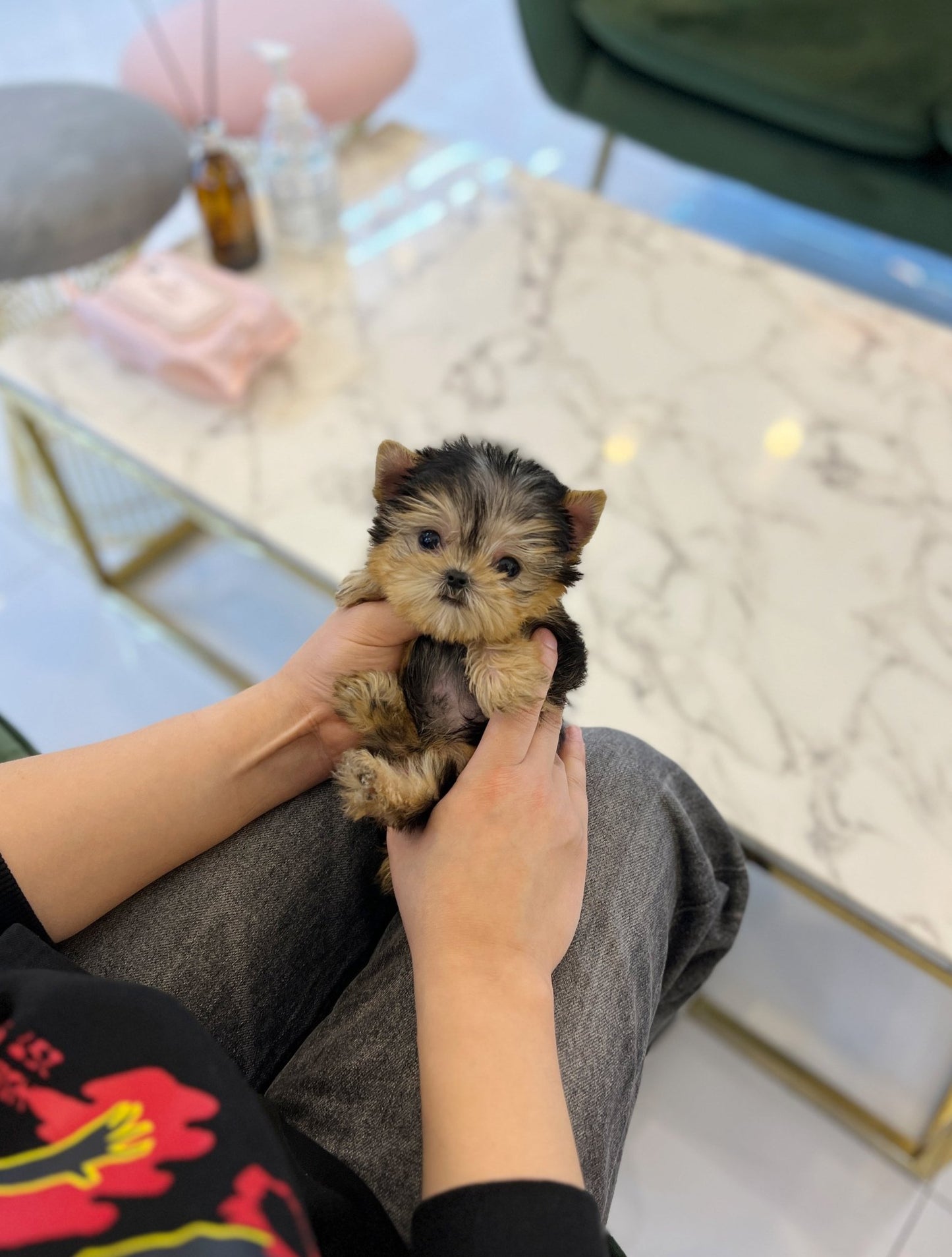 Yorkshire Terrier - Moly(Male) - Beautiful puppy teacup puppy with adorable features available for adoption from Velydog