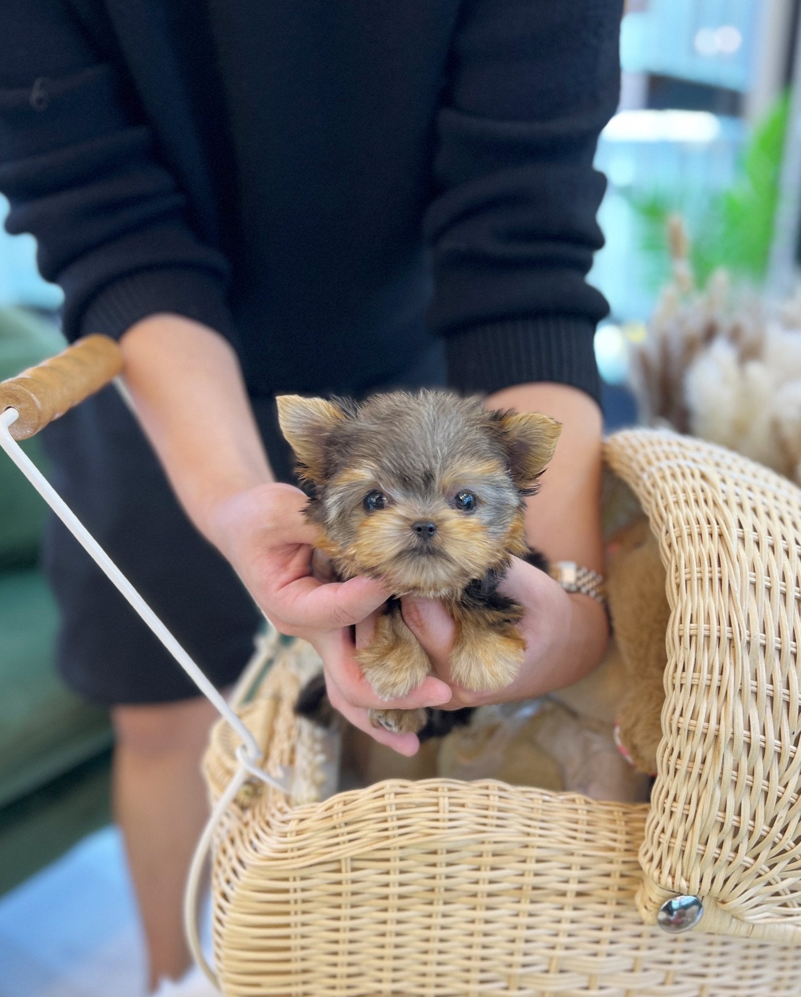 Yorkshire Terrier - Polo(Male) - Beautiful puppy teacup puppy with adorable features available for adoption from Velydog