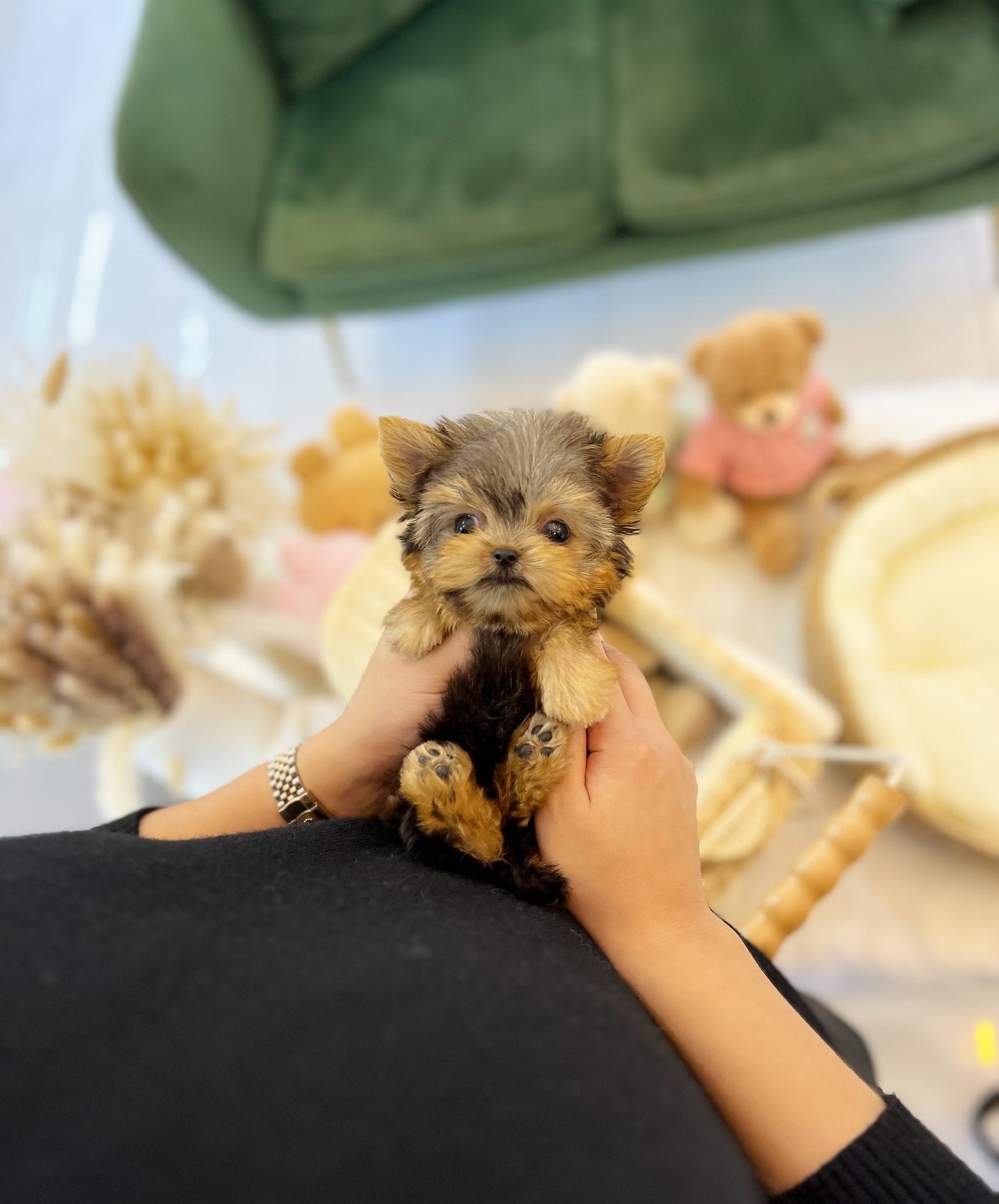 Yorkshire Terrier - Polo(Male) - Beautiful puppy teacup puppy with adorable features available for adoption from Velydog