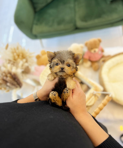 Yorkshire Terrier - Polo(Male) - Beautiful puppy teacup puppy with adorable features available for adoption from Velydog