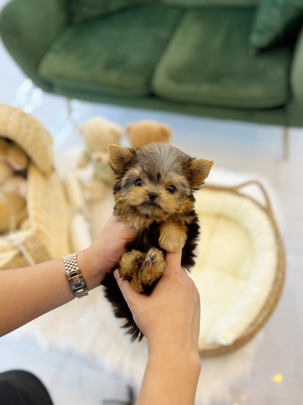 Yorkshire Terrier - Polo(Male) - Beautiful puppy teacup puppy with adorable features available for adoption from Velydog