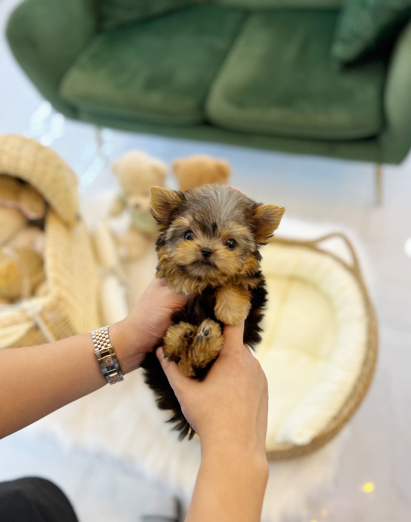 Yorkshire Terrier - Polo(Male) - Beautiful puppy teacup puppy with adorable features available for adoption from Velydog