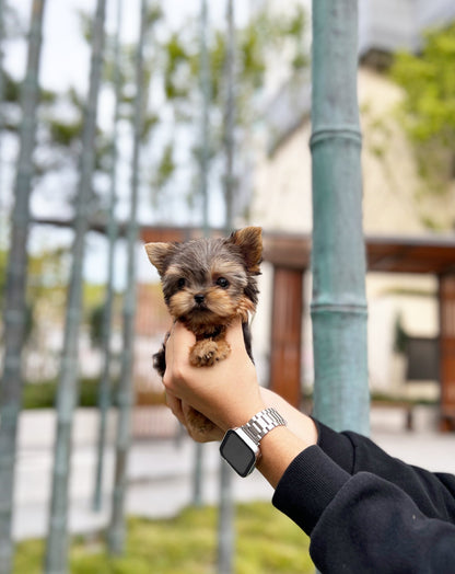 Yorkshire Terrier - Polo(Male) - Beautiful puppy teacup puppy with adorable features available for adoption from Velydog