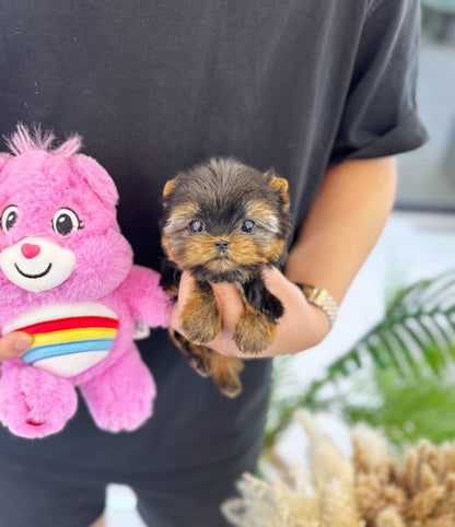 Yorkshire Terrier - Romi(Female) - Beautiful puppy teacup puppy with adorable features available for adoption from Velydog