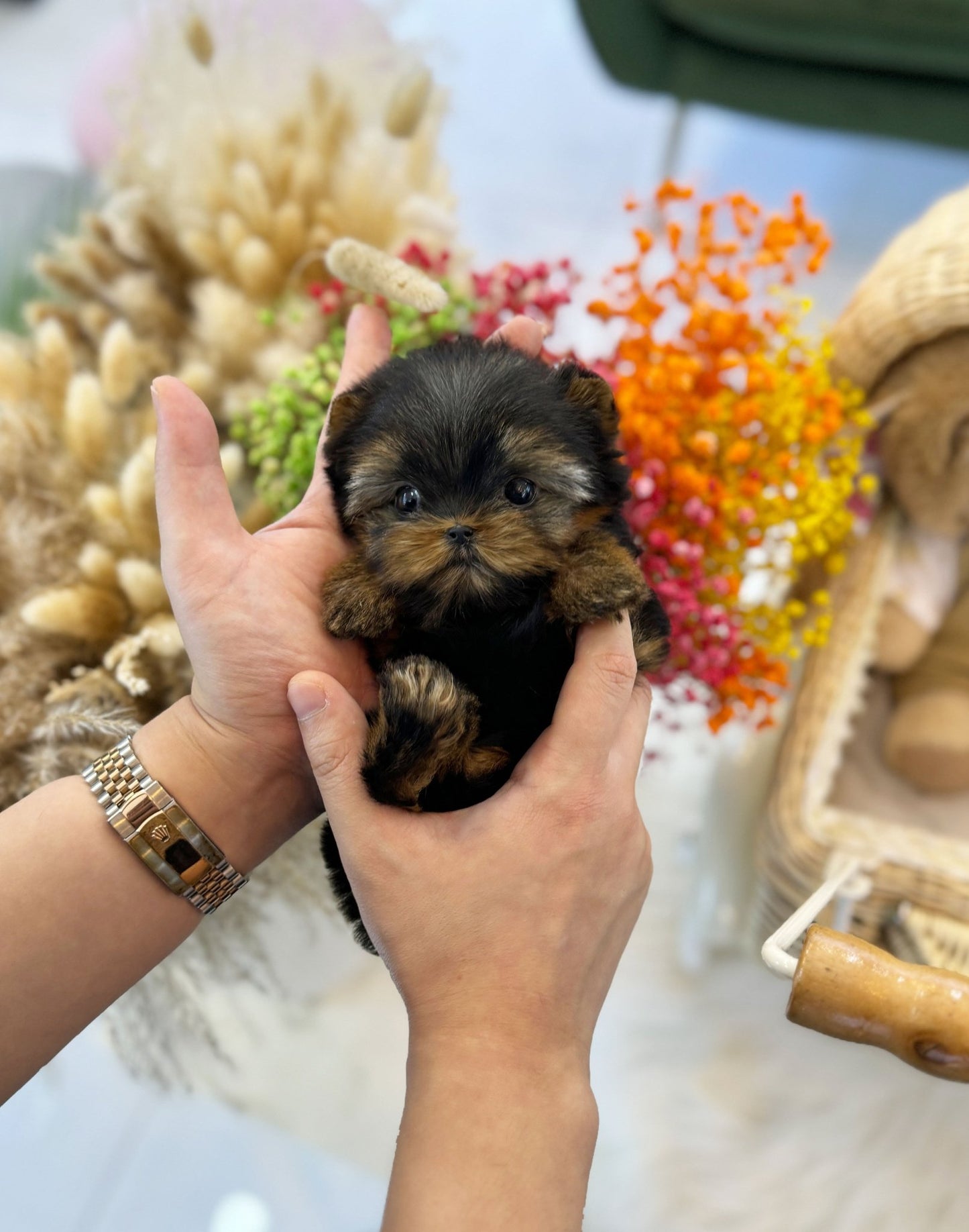 Yorkshire Terrier - Romi(Female) - Beautiful puppy teacup puppy with adorable features available for adoption from Velydog