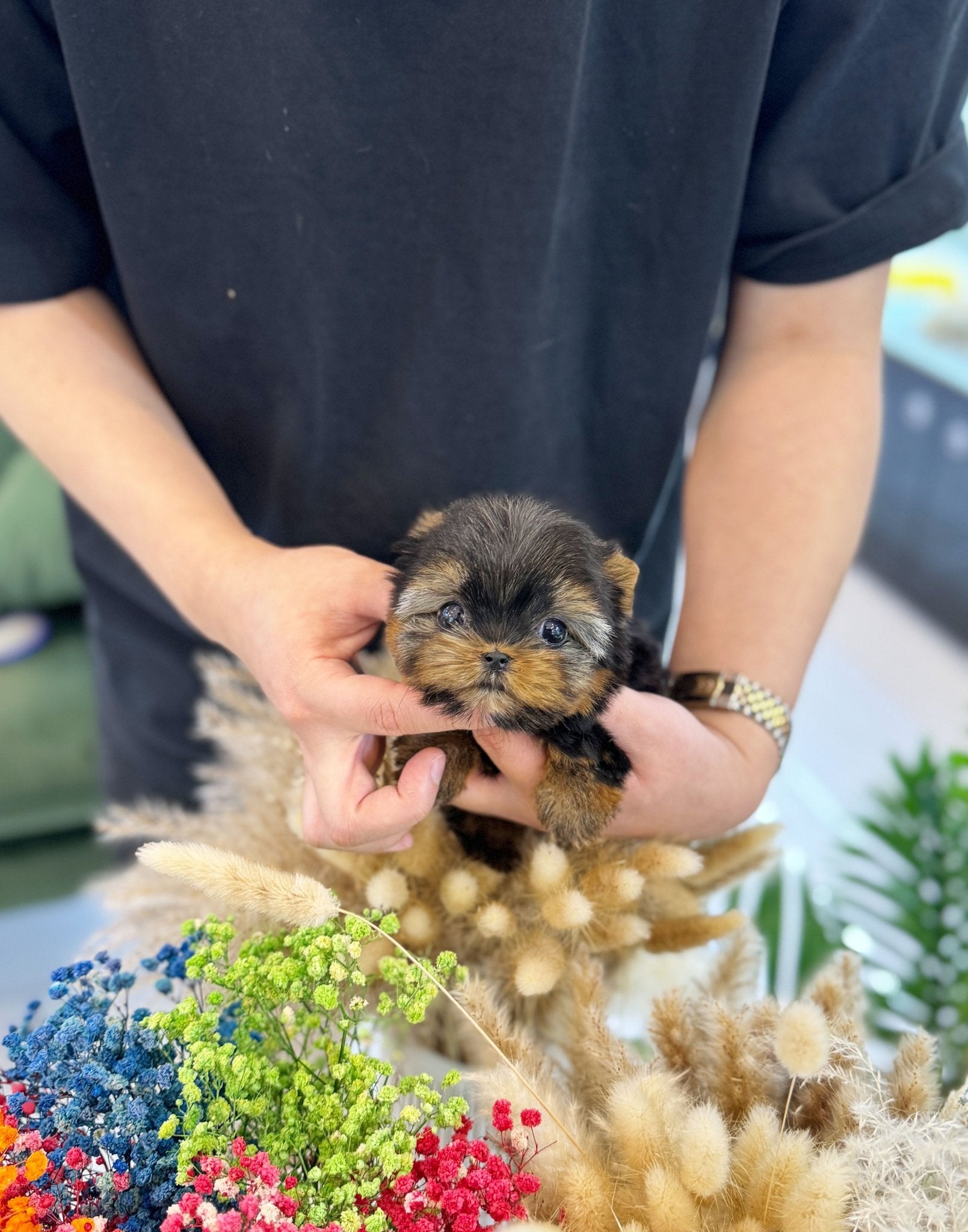 Yorkshire Terrier - Romi(Female) - Beautiful puppy teacup puppy with adorable features available for adoption from Velydog