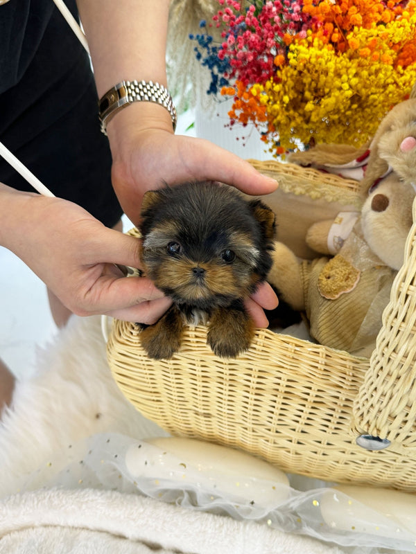 Yorkshire Terrier - Romi(Female) - Beautiful puppy teacup puppy with adorable features available for adoption from Velydog