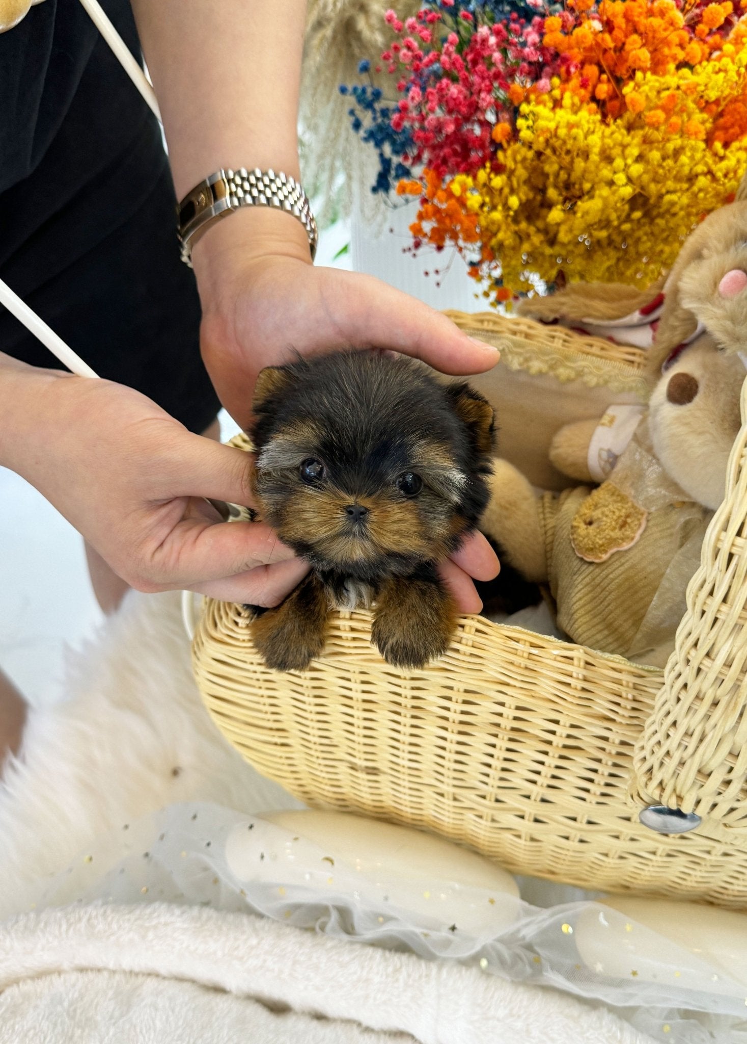 Yorkshire Terrier - Romi(Female) - Beautiful puppy teacup puppy with adorable features available for adoption from Velydog