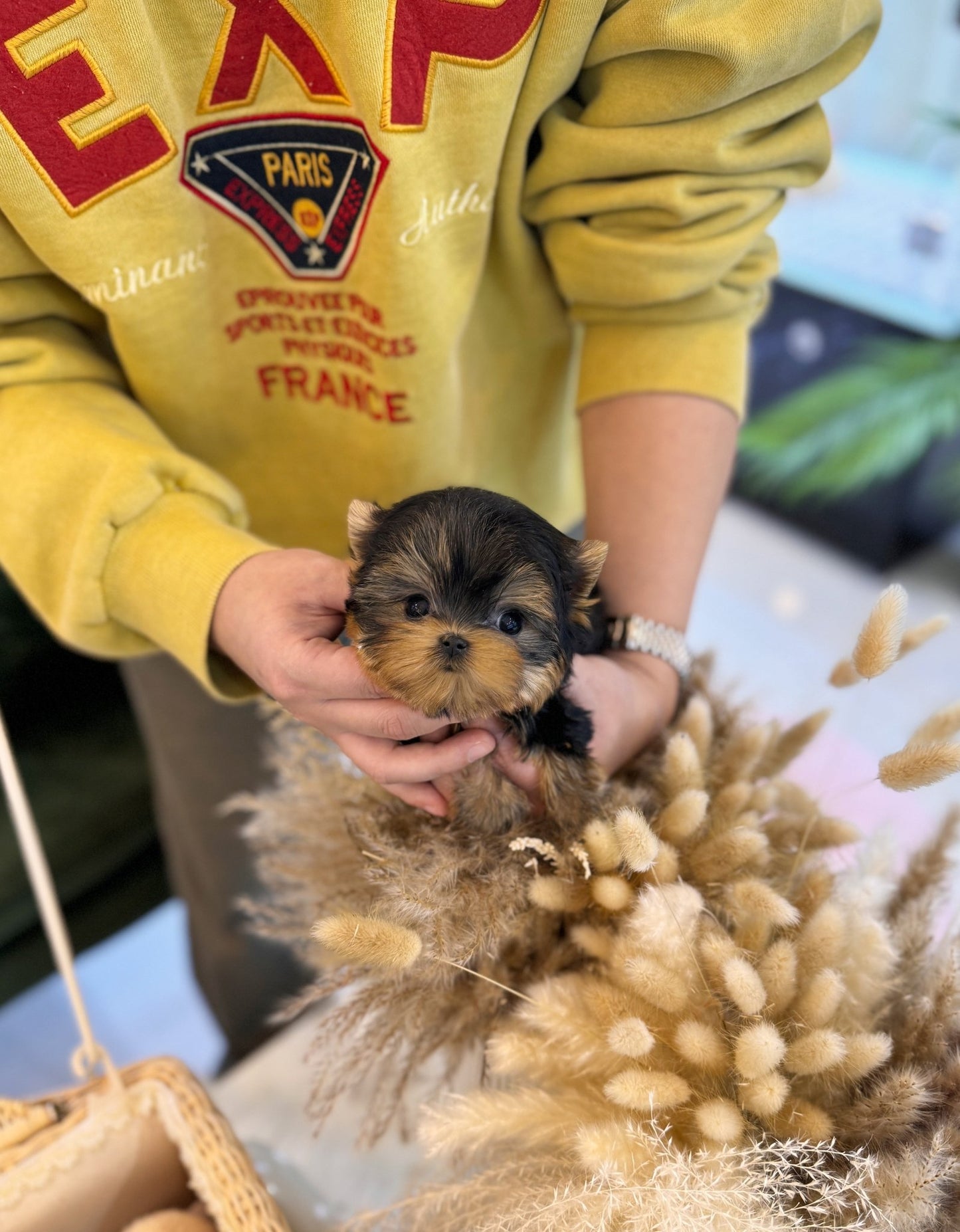 Yorkshire Terrier - Ryan(Male) - Beautiful puppy teacup puppy with adorable features available for adoption from Velydog