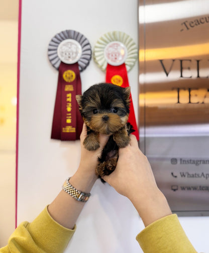 Yorkshire Terrier - Ryan(Male) - Beautiful puppy teacup puppy with adorable features available for adoption from Velydog