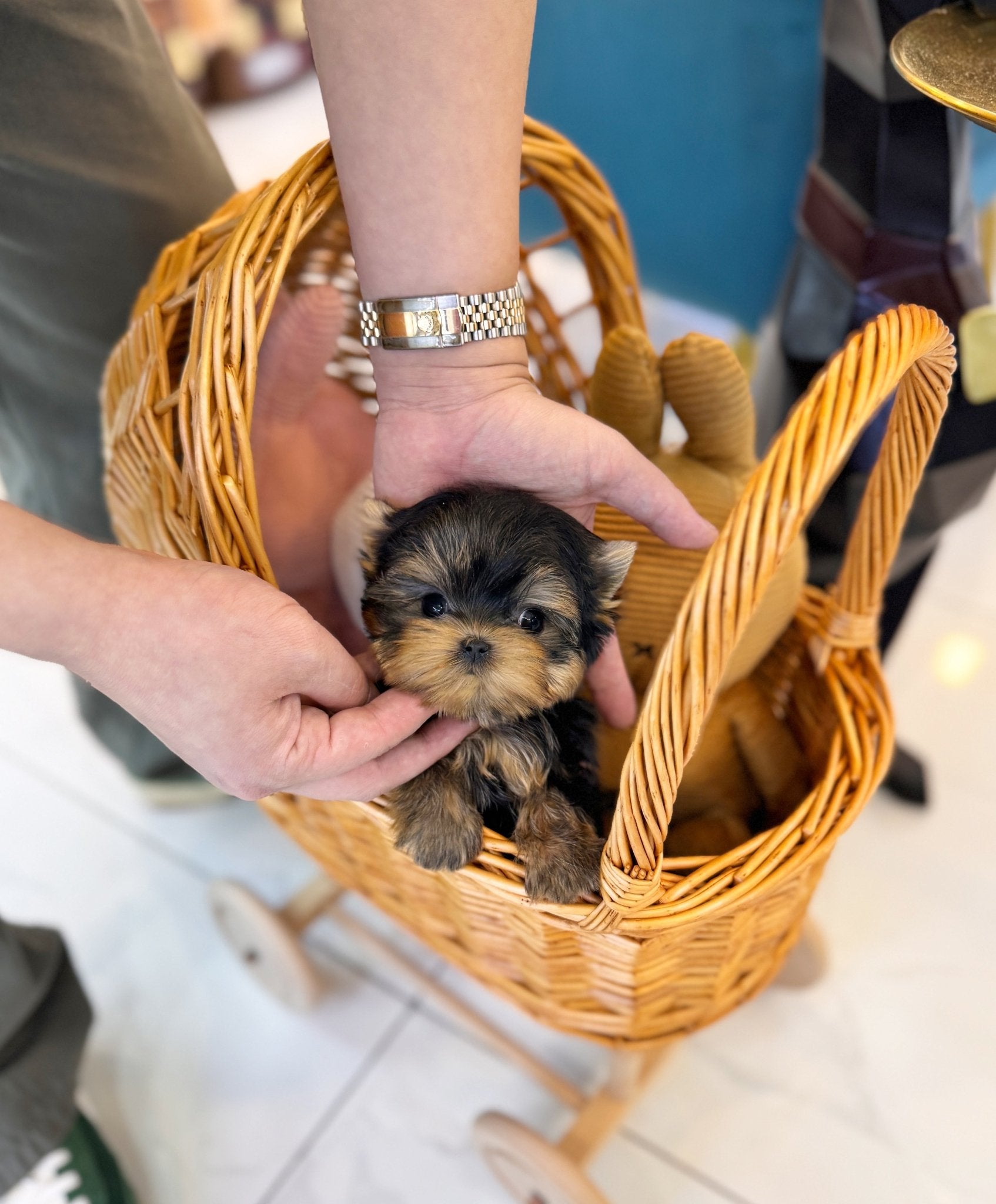 Yorkshire Terrier - Ryan(Male) - Beautiful puppy teacup puppy with adorable features available for adoption from Velydog