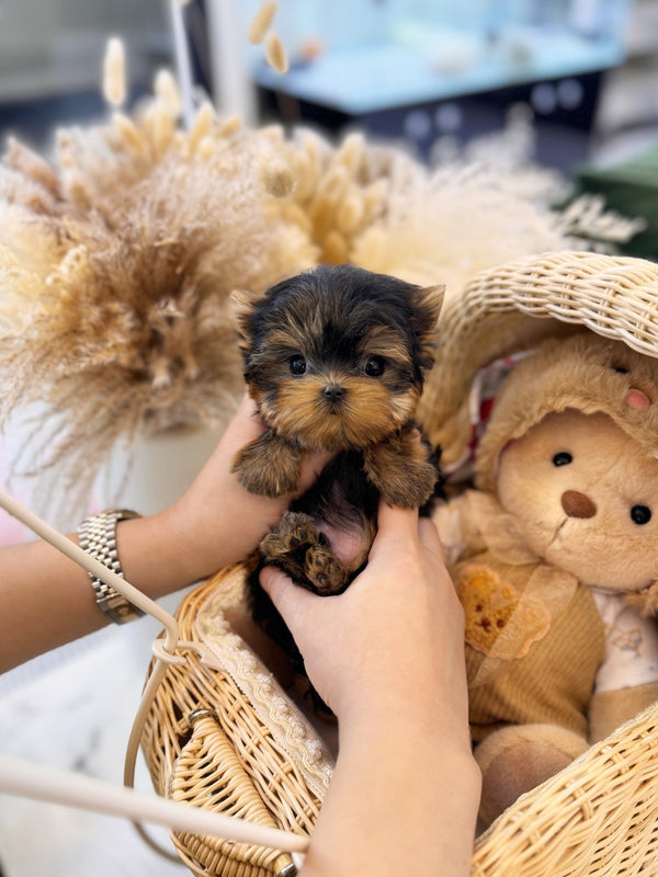 Yorkshire Terrier - Ryan(Male) - Beautiful puppy teacup puppy with adorable features available for adoption from Velydog