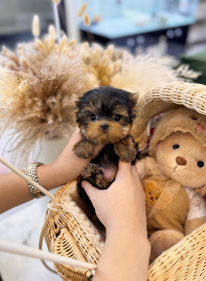 Yorkshire Terrier - Ryan(Male) - Beautiful puppy teacup puppy with adorable features available for adoption from Velydog