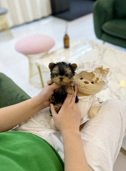 Yorkshire Terrier - Sophie(Female) - Beautiful puppy teacup puppy with adorable features available for adoption from Velydog