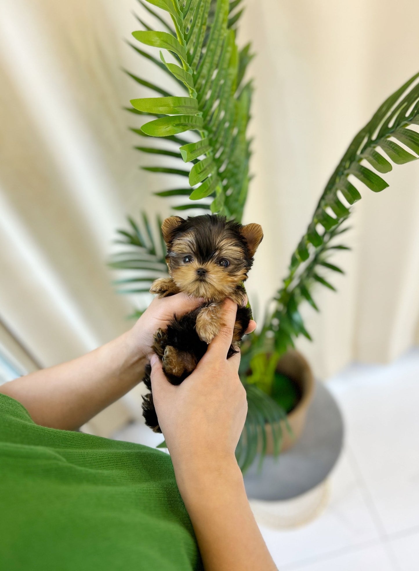 Yorkshire Terrier - Sophie(Female) - Beautiful puppy teacup puppy with adorable features available for adoption from Velydog