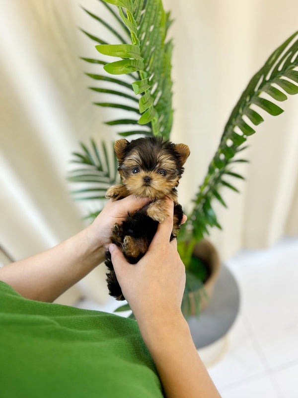 Yorkshire Terrier - Sophie(Female) - Beautiful puppy teacup puppy with adorable features available for adoption from Velydog