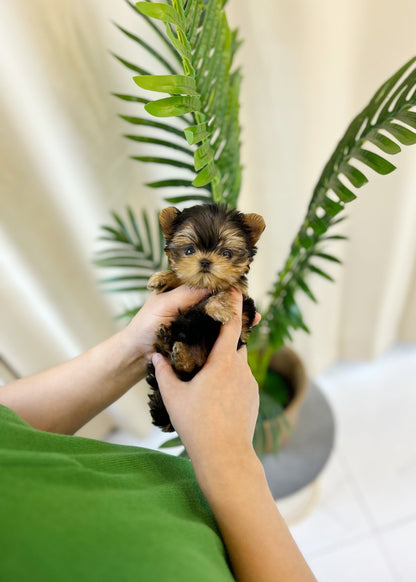 Yorkshire Terrier - Sophie(Female) - Beautiful puppy teacup puppy with adorable features available for adoption from Velydog