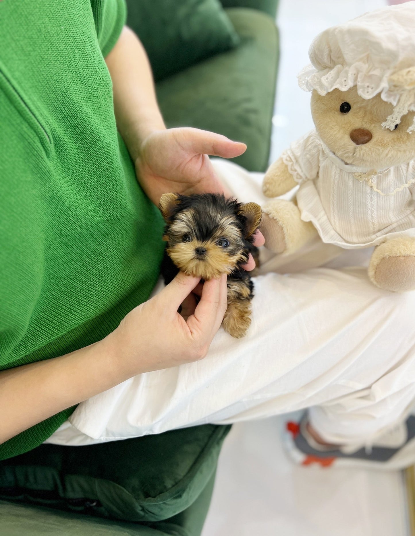 Yorkshire Terrier - Sophie(Female) - Beautiful puppy teacup puppy with adorable features available for adoption from Velydog