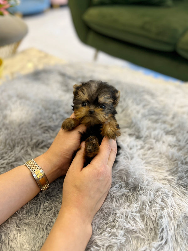 Yorkshire Terrier - Tani - Beautiful puppy teacup puppy with adorable features available for adoption from Velydog