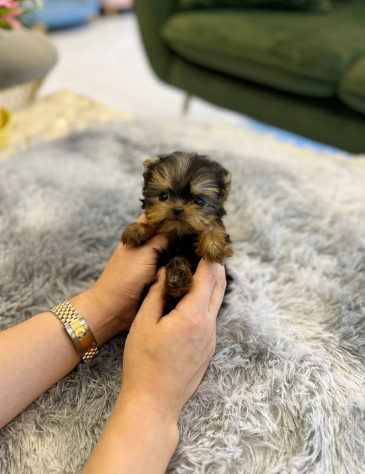 Yorkshire Terrier - Tani - Beautiful puppy teacup puppy with adorable features available for adoption from Velydog