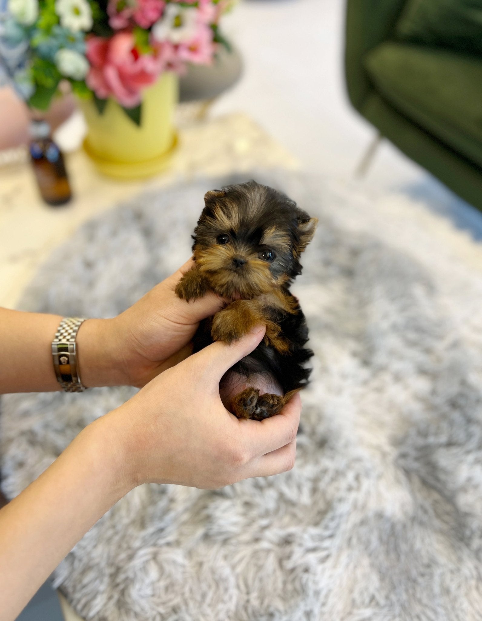 Yorkshire Terrier - Tani - Beautiful puppy teacup puppy with adorable features available for adoption from Velydog