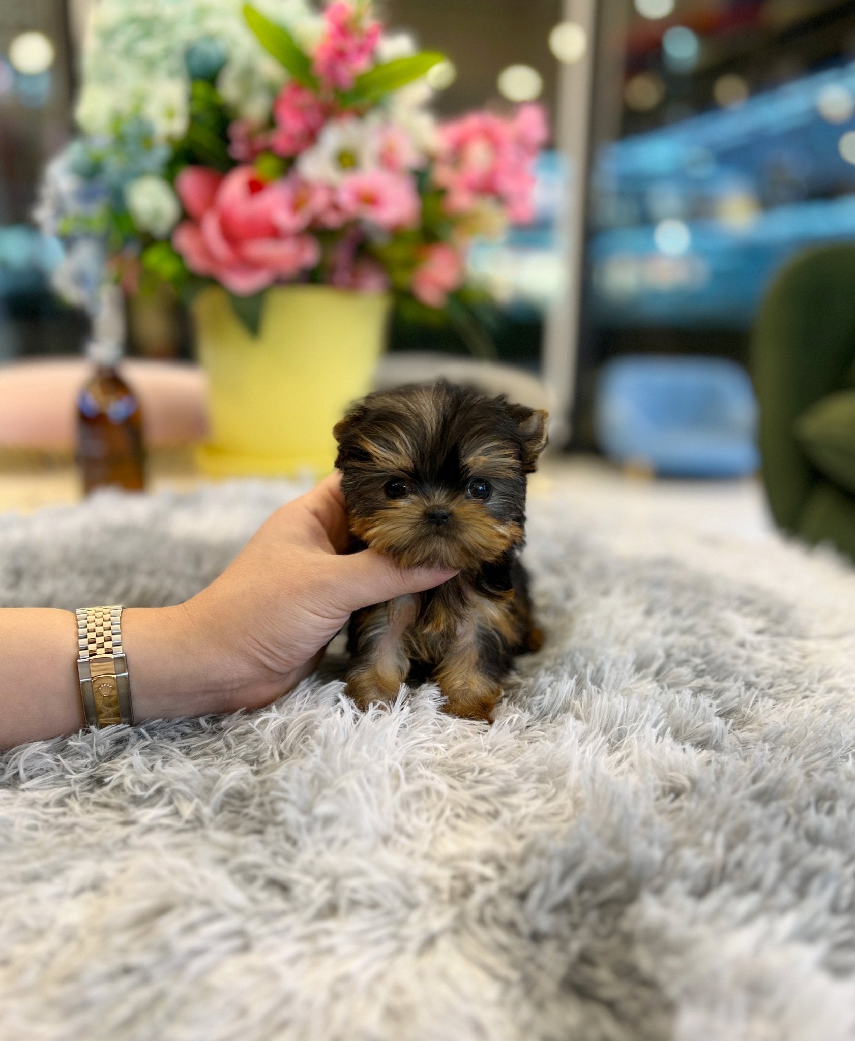 Yorkshire Terrier - Tani - Beautiful puppy teacup puppy with adorable features available for adoption from Velydog