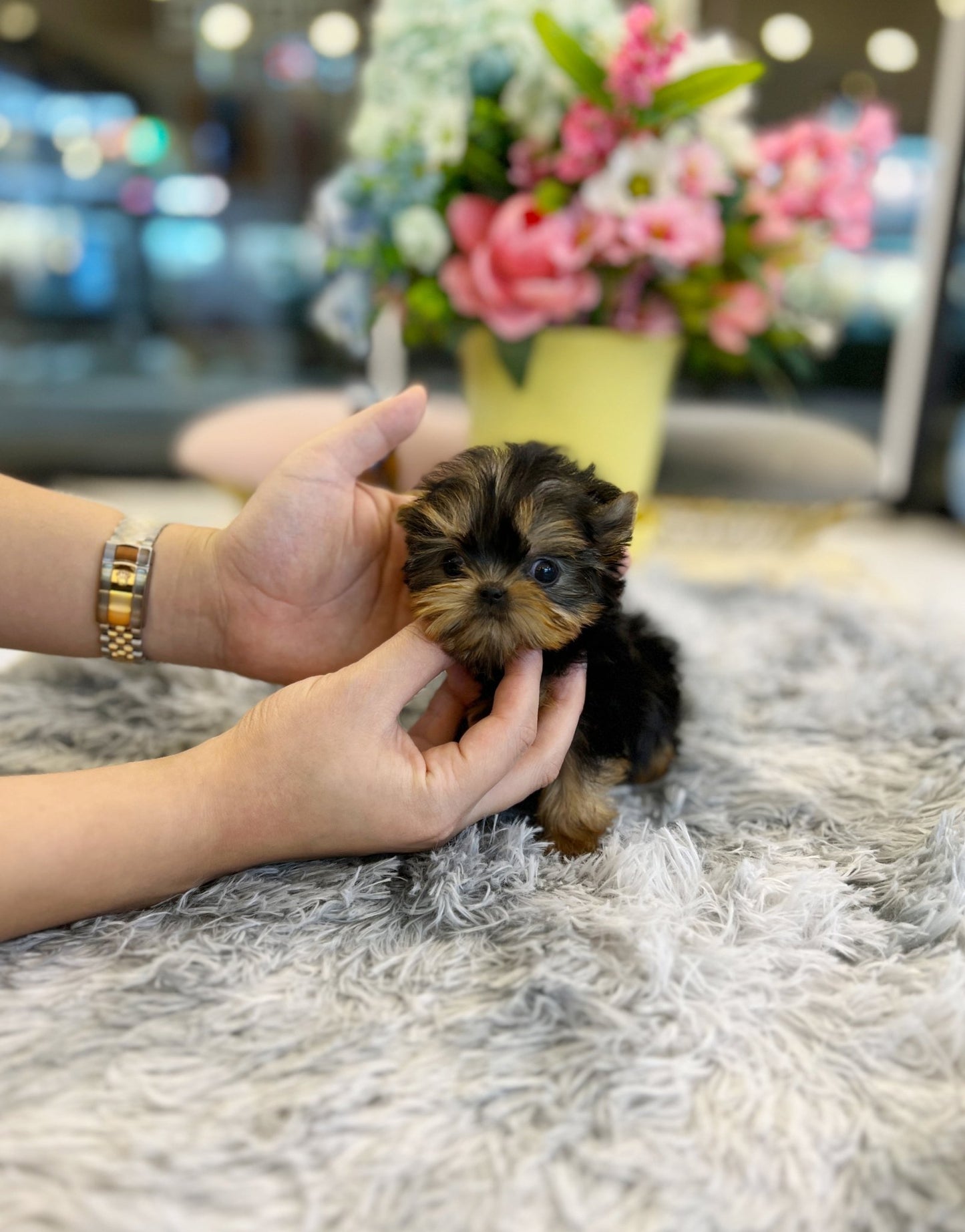 Yorkshire Terrier - Tani - Beautiful puppy teacup puppy with adorable features available for adoption from Velydog