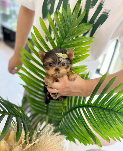 Yorkshire Terrier - Toppy(Female) - Beautiful puppy teacup puppy with adorable features available for adoption from Velydog