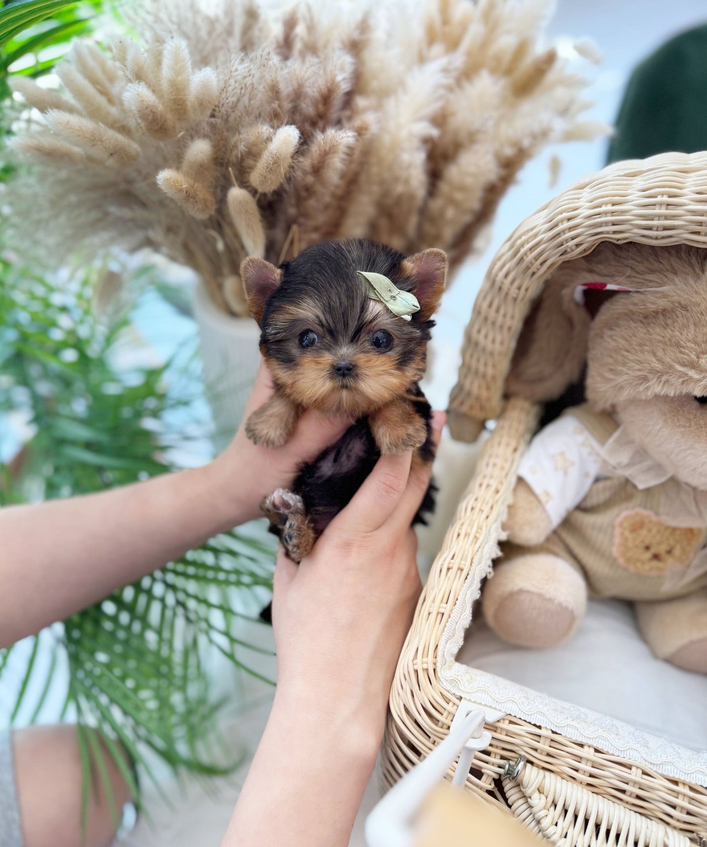 Yorkshire Terrier - Toppy(Female) - Beautiful puppy teacup puppy with adorable features available for adoption from Velydog