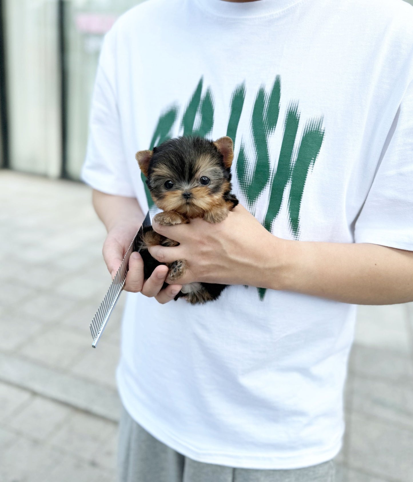 Yorkshire Terrier - Toppy(Female) - Beautiful puppy teacup puppy with adorable features available for adoption from Velydog