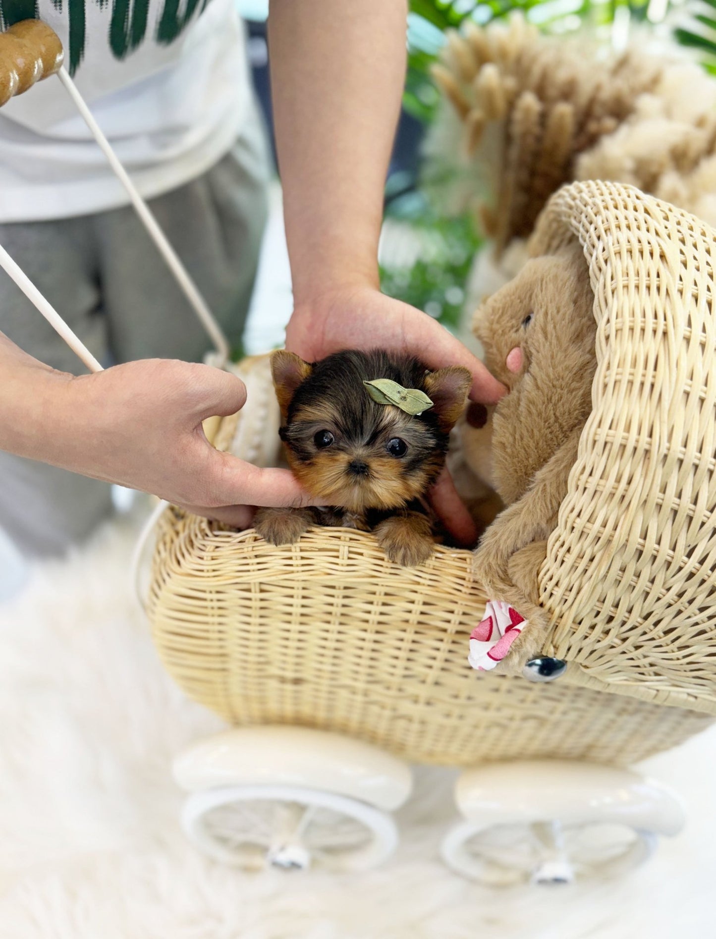 Yorkshire Terrier - Toppy(Female) - Beautiful puppy teacup puppy with adorable features available for adoption from Velydog