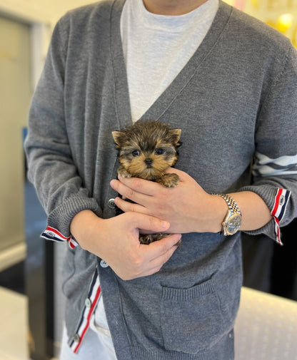 Yorkshire Terrier - Vivien(Female) - Beautiful puppy teacup puppy with adorable features available for adoption from Velydog