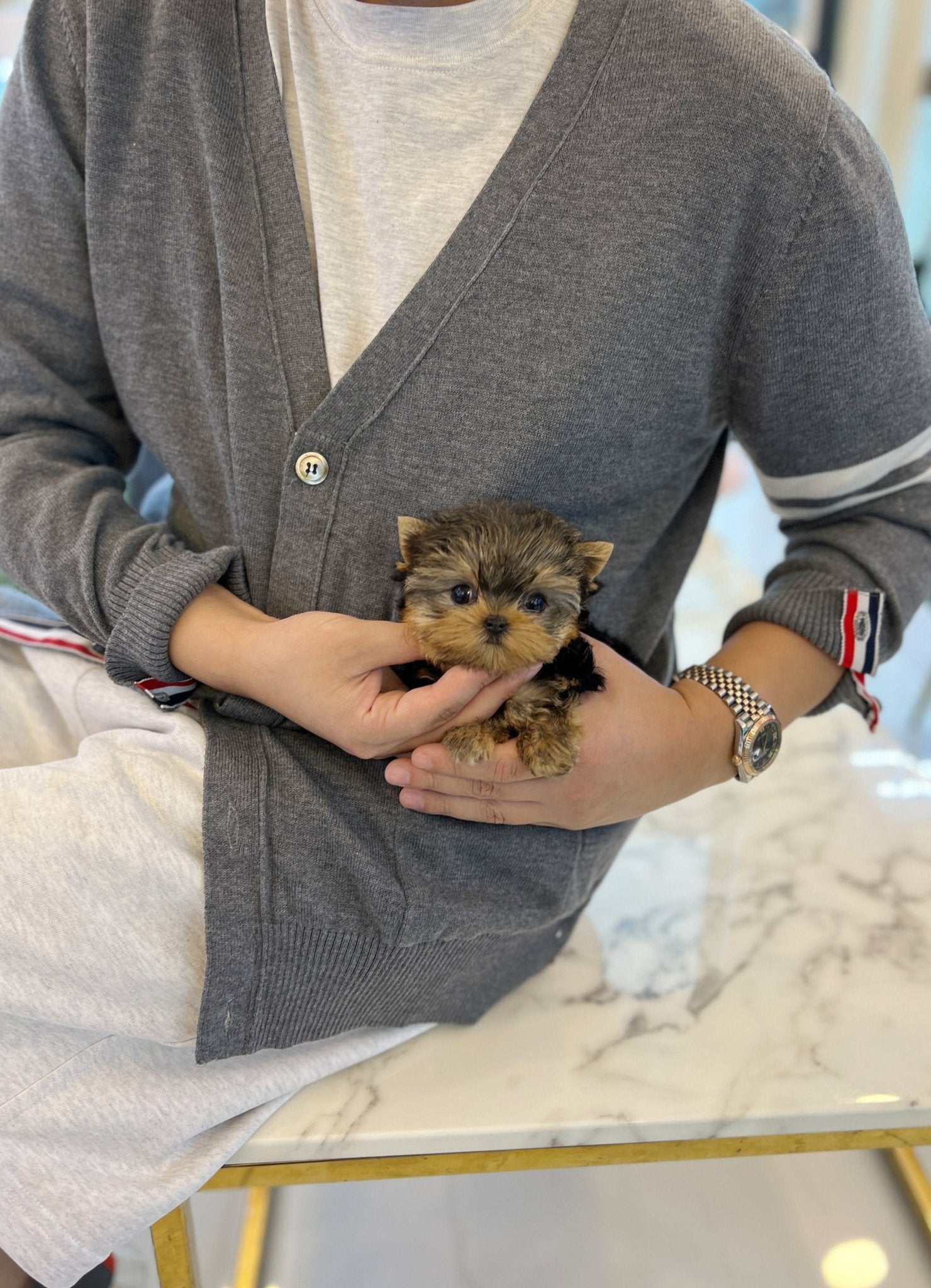 Yorkshire Terrier - Vivien(Female) - Beautiful puppy teacup puppy with adorable features available for adoption from Velydog