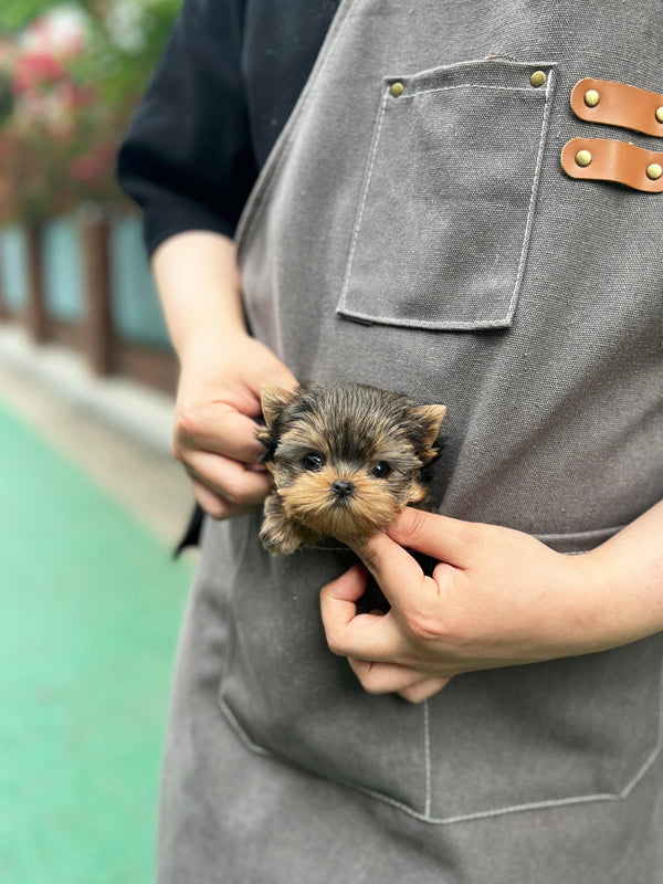 Yorkshire Terrier - Vivien(Female) - Beautiful puppy teacup puppy with adorable features available for adoption from Velydog